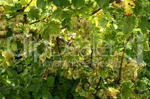 France, vineyard of Riquewihr in Alsace