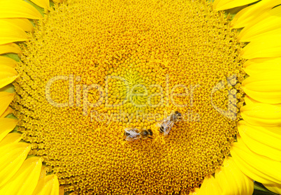 Sonnenblume - Sun Flower