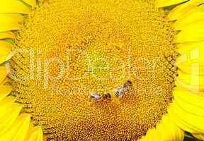 Sonnenblume - Sun Flower