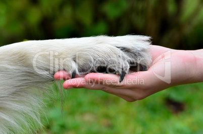 Hund Hand Pfote