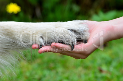 Hunde Hand Pfote