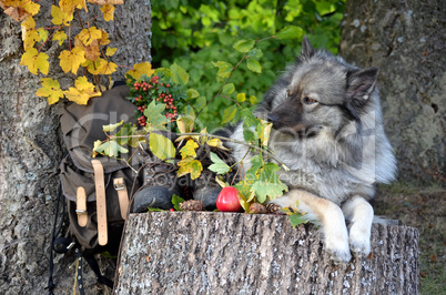 Hund Herbst Pause Wandern