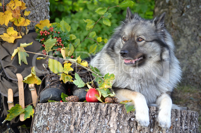 Hund Herbst Pause Wandern