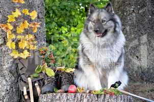 Hund Herbst Pause Wandern