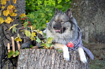Hund Herbst Pause Wandern