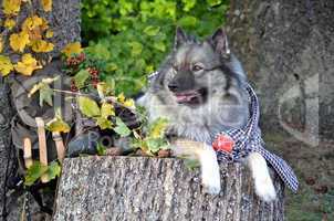 Hund Herbst Pause Wandern