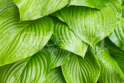 Hosta Tortilla Chip leaves with water drops