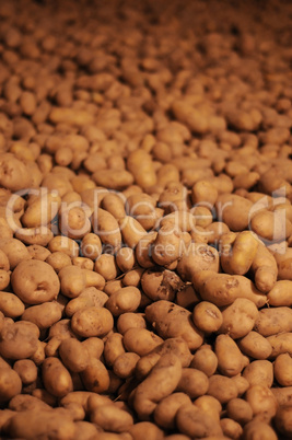 lot of potatoes