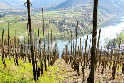 Weinberg im Frühling