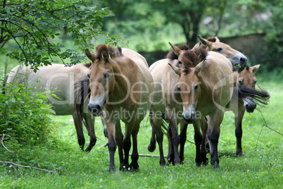 Przewalski-Pferd