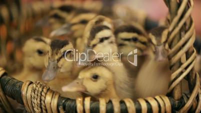 Ducklings in a basket