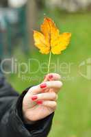 yellow leaf in woman hand