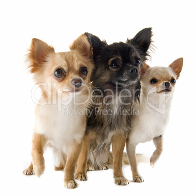 chihuahuas