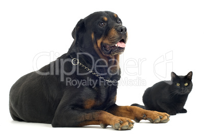 rottweiler and cat