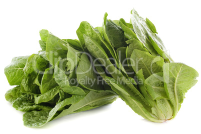 Romaine lettuces