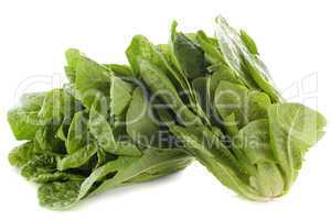 Romaine lettuces