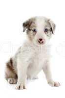 puppy border collie