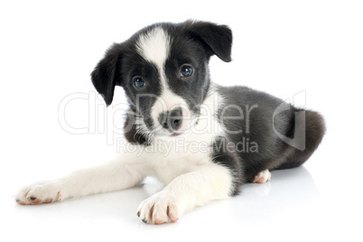 puppy border collie