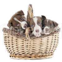 puppy border collie in basket