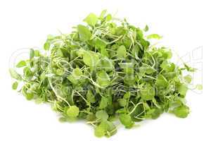 Watercress