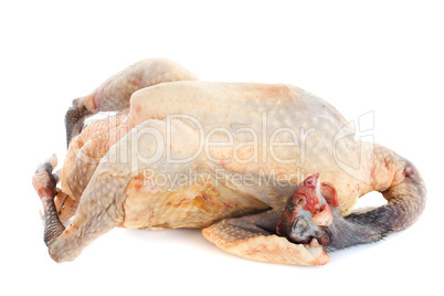 guinea fowl