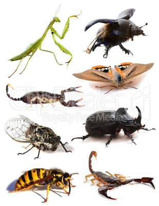 insects and scorpions