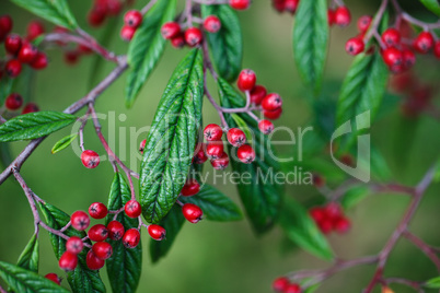 Herbstfarben