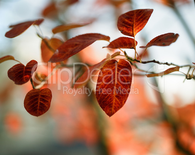 Herbstfarben