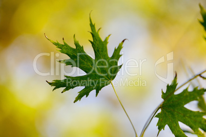 Herbstfarben