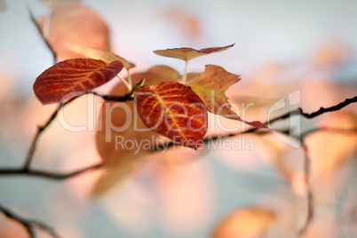 Herbstfarben