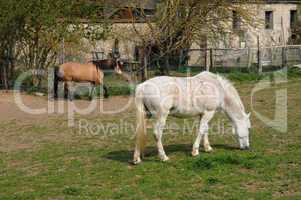 France, horses in the village of Oinville sur Montcient