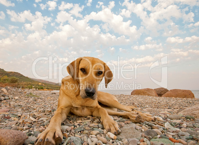 Playful Dog On The Beach