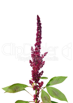 Rispen-Fuchsschwanz (Amaranthus cruentus)