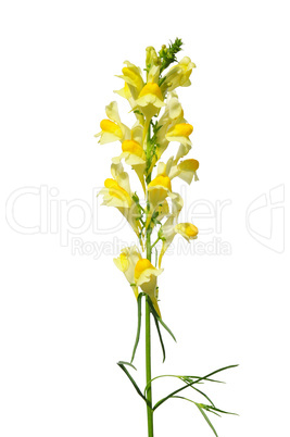 Echtes Leinkraut (Linaria vulgaris)