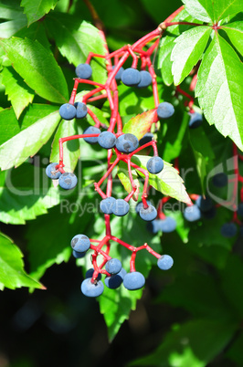 Selbstkletternde Jungfernrebe (Parthenocissus quinquefolia)