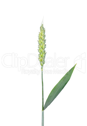 Weizen (Triticum aestivum)