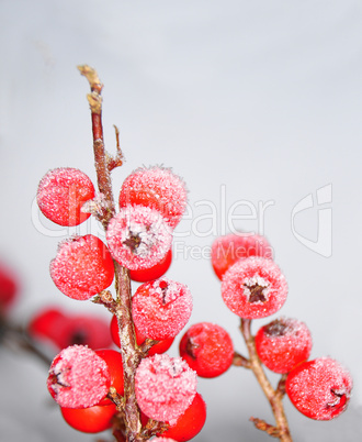 Beeren im Winter (Zwergmispel)