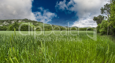 Green field under blue sky. Beautiful nature background