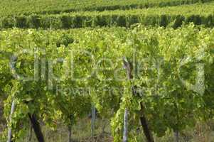 France, vineyard of Riquewihr in Alsace