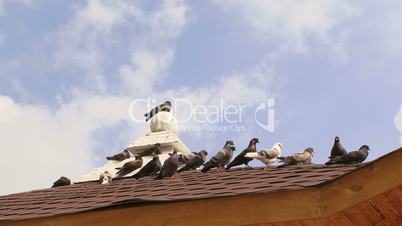Doves on a roof