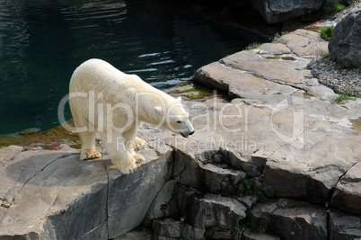 Quebec, bear in the Zoo sauvage de Saint Félicien