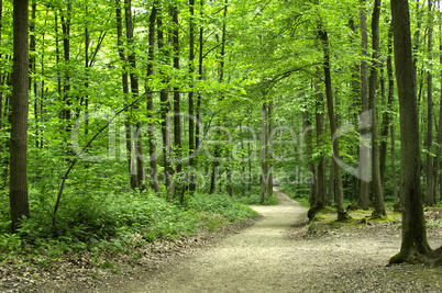 France, Hautil forest in Jouy le Moutier