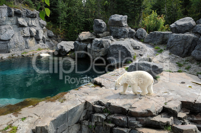 Quebec, bear in the Zoo sauvage de Saint Félicien