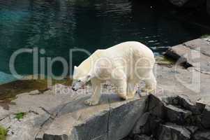 Quebec, bear in the Zoo sauvage de Saint Félicien