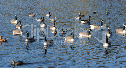 France, ducks on a pond in automn