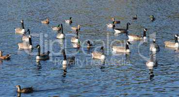 France, ducks on a pond in automn