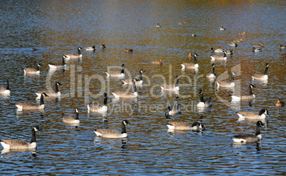 France, ducks on a pond in automn