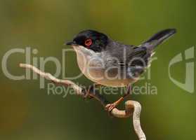 Beautiful Sylvia melanocephala warbler