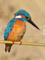 Common kingfisher perched on a cane
