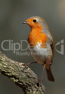 Erithacus rubecula robin perched on a branch